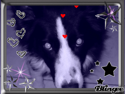 Ma chienne